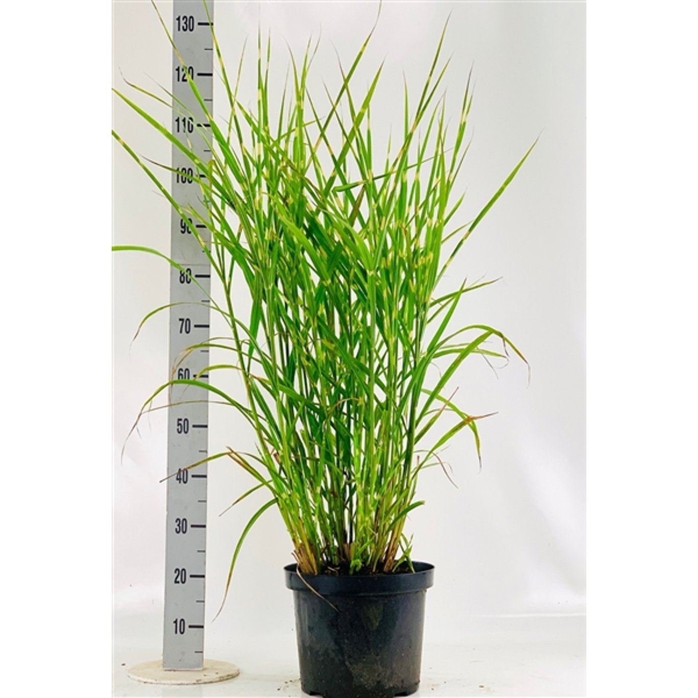 Glansmiskantus – Miscanthus sinensis 'Strictus' - C10